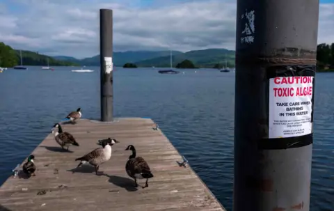 Reuters Canada geese gather on a jetty jutting out into Lake Windermere's dark waters. Green mountains are visible in the background and there are a few sail boats with their sails bound up. In the foreground a thick black post carries a warning poster saying in big red letters CAUTION TOXIC ALGAE, then in smaller black letter it says: Take car when bathing in this water. This water may contain toxic algae which can cause upset stomach and skin irritation. Animals can also be seriously affected.