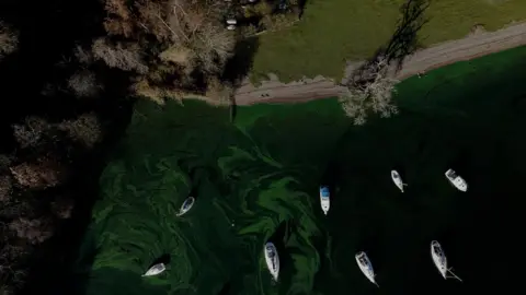 Save Windermere Light green algal blooms swirl around boats in the dark waters on the shore of the lake in a shot taken from a drone