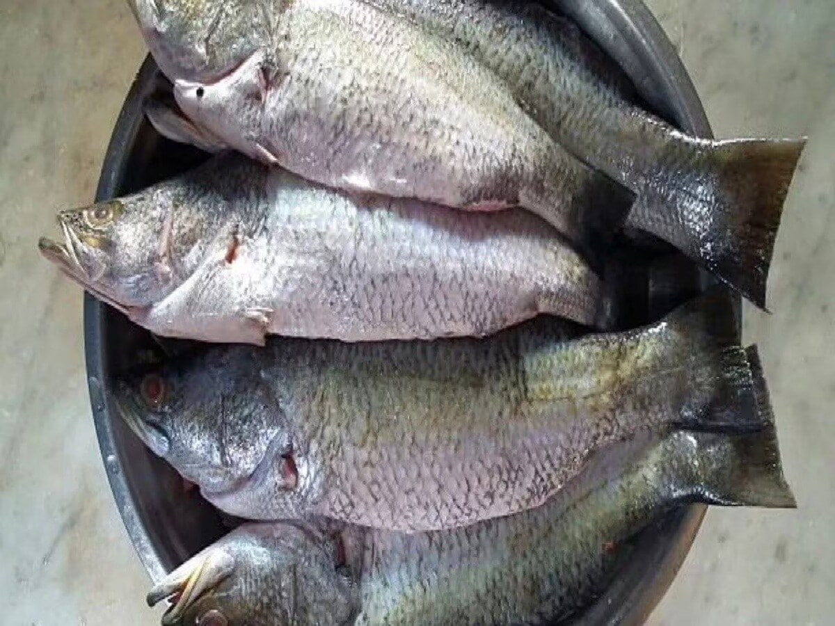 People often avoid Bhola Bhetki because of its strong smell, said Professor Pain, adding that what's being ignored in kitchens could soon be valued in clinics. While the fish might not yet be a crowd favourite on the dinner plate, science has given Bengalis a reason to reconsider. In a region where lifestyle diseases are rising fast, Bhola Bhetki might be the unlikely hero hiding in plain sight.