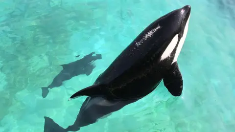 AFP Killer whale Wikie swimming with a calf - not Keijo - at Marineland Antibes in 2011.